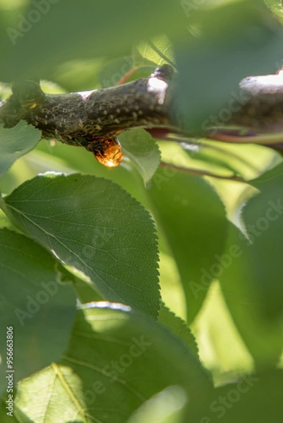 Obraz Resin on a tree branch