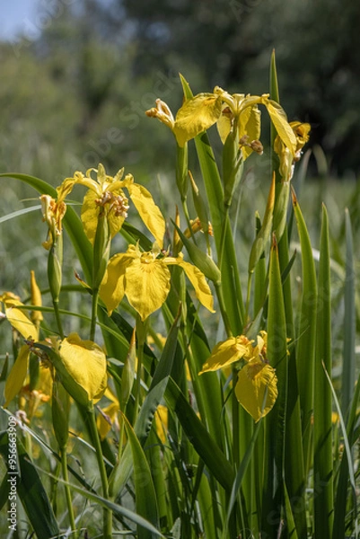 Obraz yellow marsh irises blooming