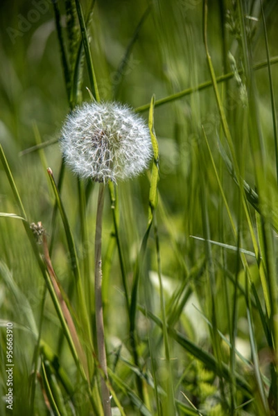 Obraz dandelion ripened among green grass