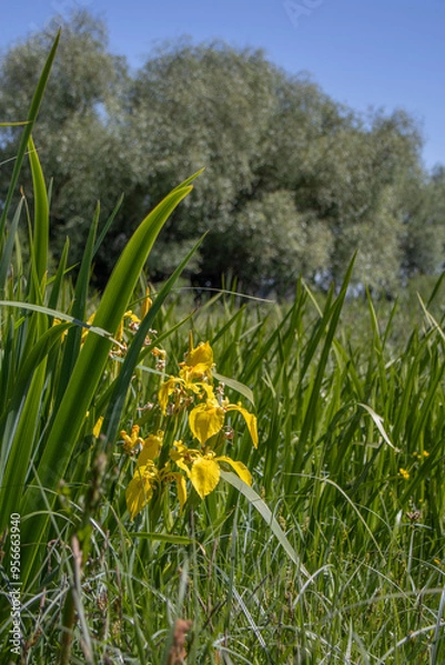 Obraz yellow marsh irises blooming
