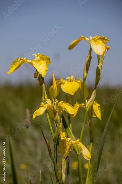 Obraz yellow marsh irises blooming