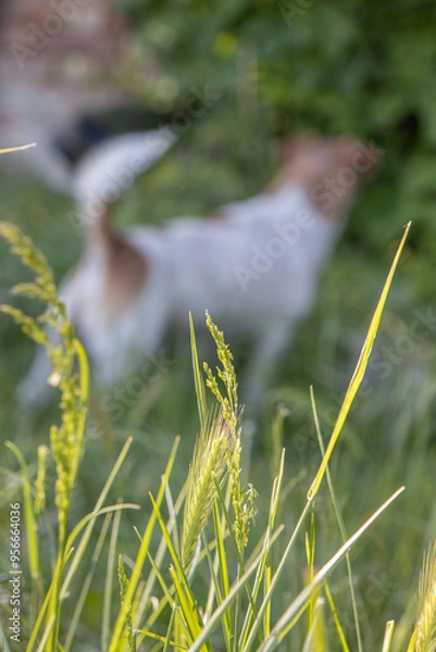 Obraz Jack Russell dog playing in the grass