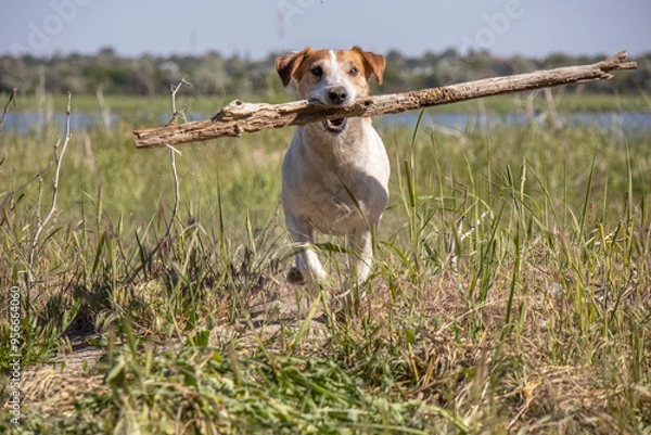 Obraz Jack Russell dog plays with a stick in the grass