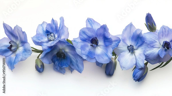 Fototapeta A Close-up of blue Delphinium flowers Isolated on white background.