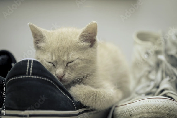 Obraz Cat sleeping on sneakers shoes.