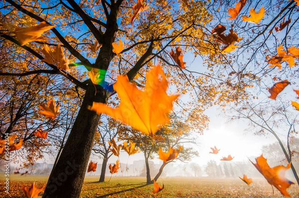Obraz Spadające liście
