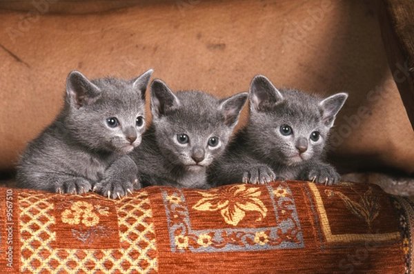 Obraz trois petits chatons bleu russe