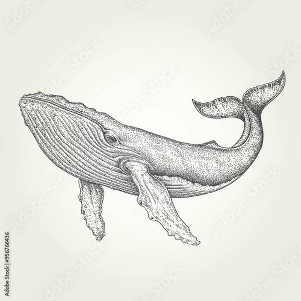 Fototapeta Detailed stippling whale vector illustration. Black and white vintage marine life drawing. Hand-drawn realistic humpback whale artwork.