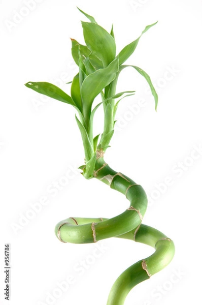 Obraz szczęśliwy bambus