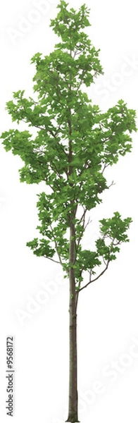 Fototapeta The isolated tree. Similar images can be found in my gallery..