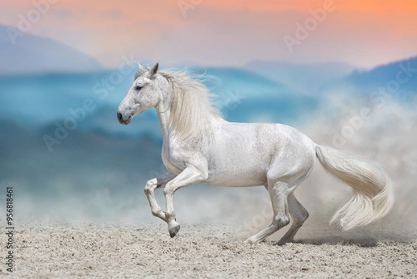 Obraz White stallion in motion