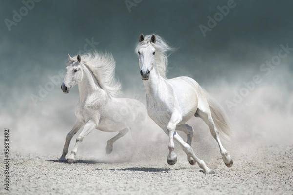 Obraz Grey andalusian horses run free on desert dust