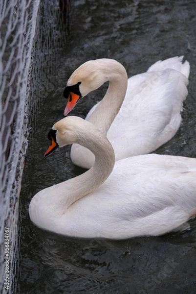 Obraz swans on the water