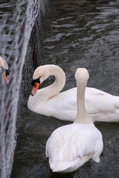 Obraz white swans on the water