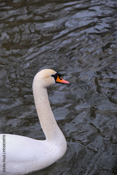 Obraz swan on the water
