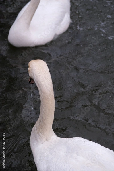 Obraz white swans on the water