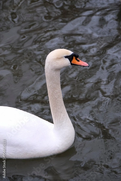 Obraz swan close up