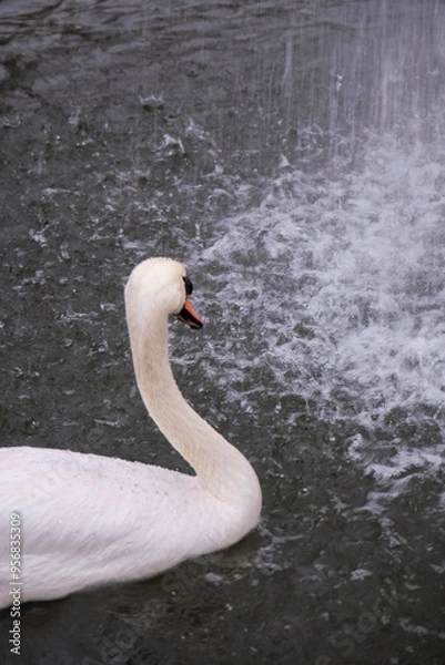 Obraz swan on the lake