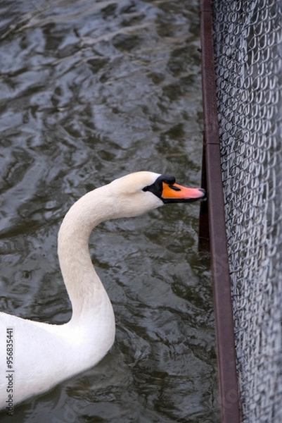 Obraz swan on the lake