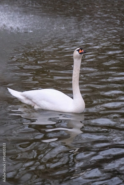 Obraz Swan swimming on the lake