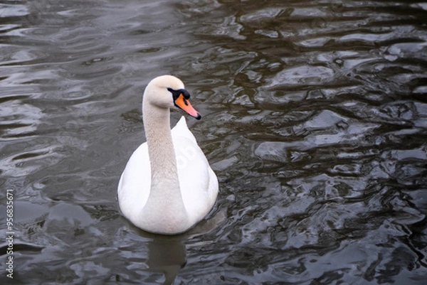 Fototapeta Swan swimming on the lake
