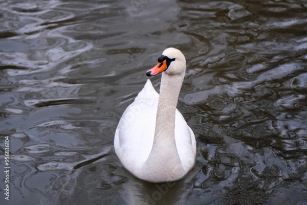Obraz Swan swimming on the lake