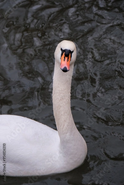 Fototapeta swan macro