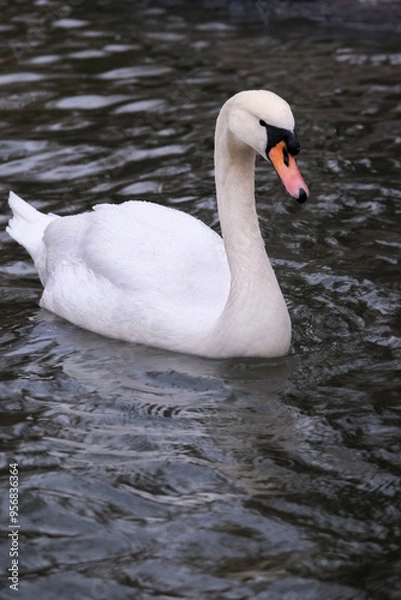 Obraz Swan swimming on the lake