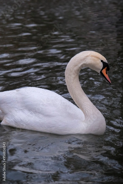 Fototapeta Swan swimming on the lake