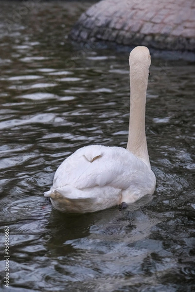 Obraz Swan swimming on the lake
