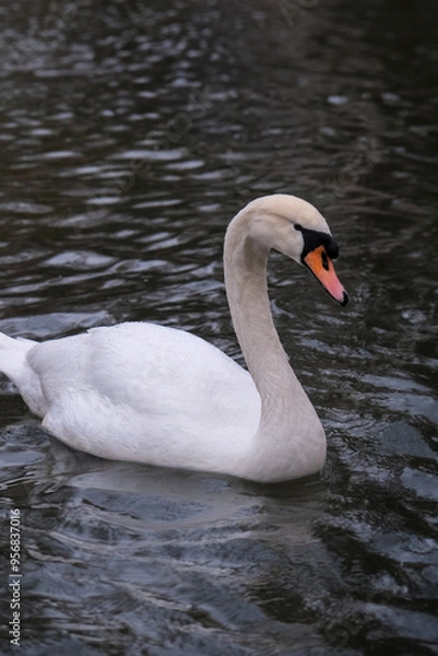 Obraz Swan swimming on the lake