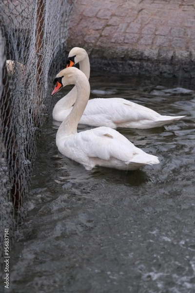 Fototapeta Swans swimming on the lake