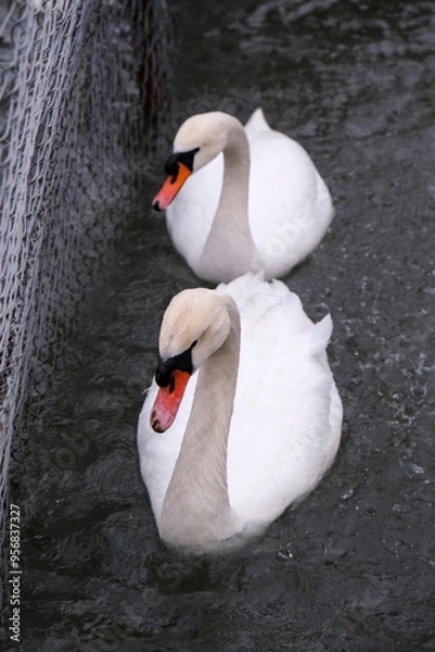 Obraz Swans swimming on the lake