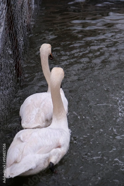 Obraz Swans swimming on the lake