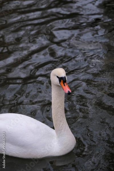 Fototapeta Swans swimming on the lake