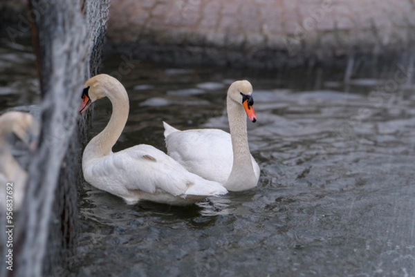 Fototapeta Swans swimming on the lake