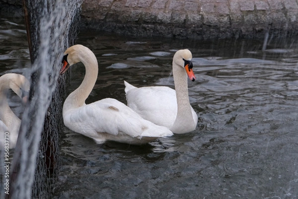 Obraz Swans swimming on the lake