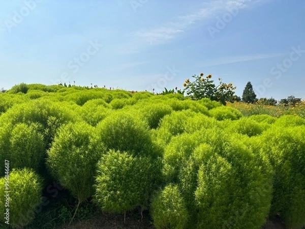 Obraz trees in the park