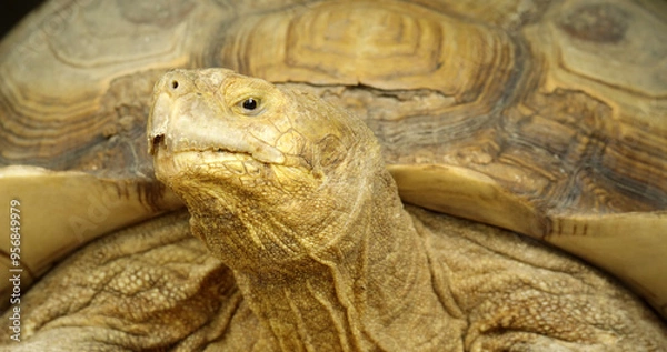 Fototapeta The African spurred tortoise (Centrochelys sulcata), also called the sulcata tortoise, is an endangered species of tortoise.