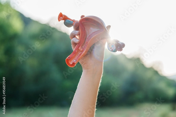 Obraz Hand holding anatomical model of uterus at dawn