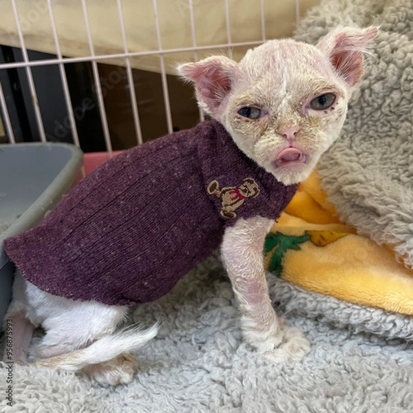 Fototapeta bacterial skin infection pyoderma or lichen on the skin of a red cat. cat with skin disease problem. Dermatitis in pet concept.