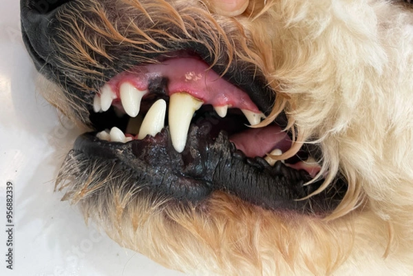 Fototapeta Dogs have problems with Oral cavity, limestone, Gingivitis, Tooth decay. Checking dog teeth, Selective focus. Care of dog teeth close-up. Macro of open dog mouth
