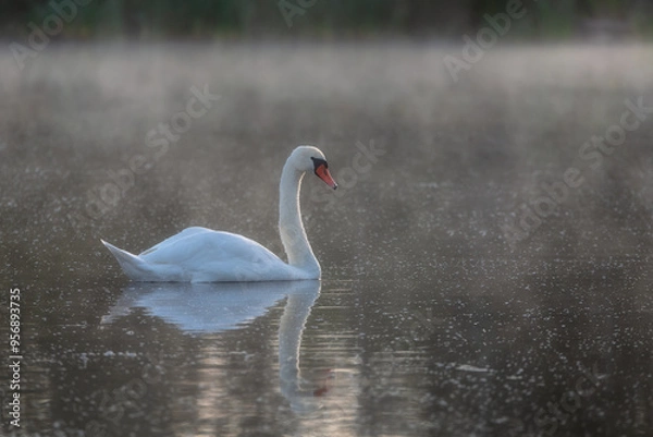 Obraz Swan on blue lake water on sunny day, swans on pond in fog, nature series