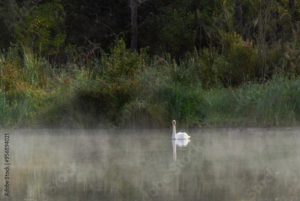 Obraz Swan on blue lake water on sunny day, swans on pond in fog, nature series