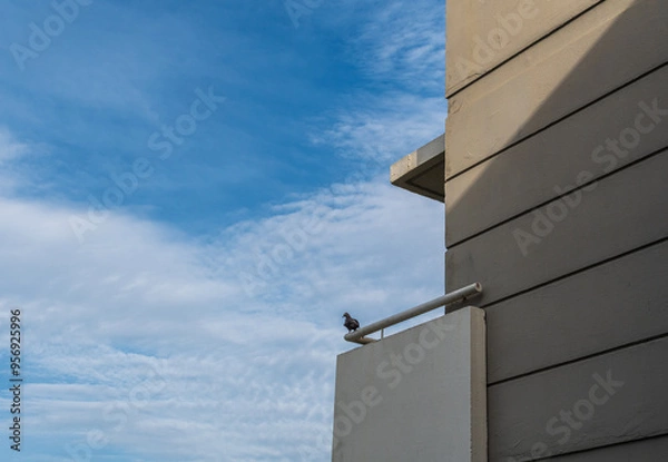 Fototapeta A pigeon is perched on a ledge of a building