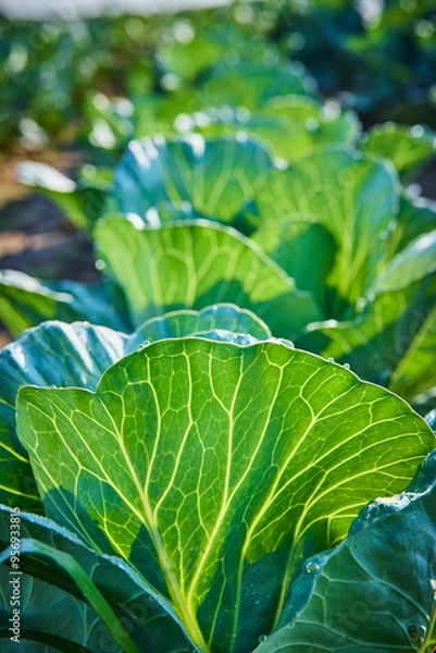 Fototapeta Lush Green Cabbage Leaves with Morning Dew at Eye Level