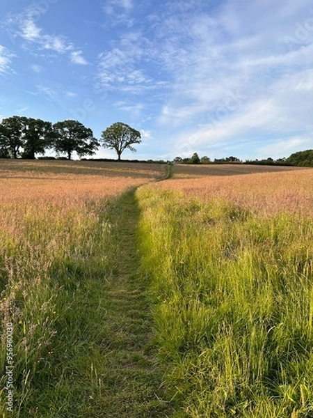 Fototapeta landscape with a tree