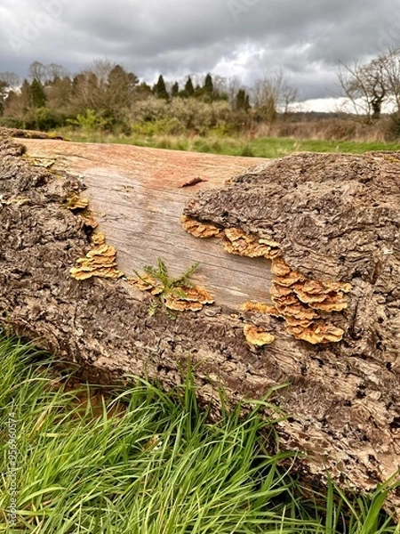 Fototapeta Mushrooms on tree