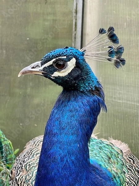 Fototapeta Peacock Head