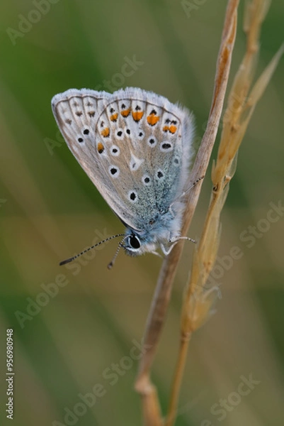 Fototapeta Butterfly Common Blue